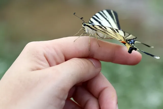 thehand