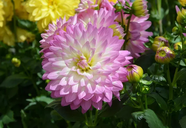 dahlia-186450_1920